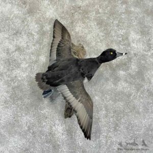 Ring-Necked Duck Bird Mount For Sale #31357 @ The Taxidermy Store