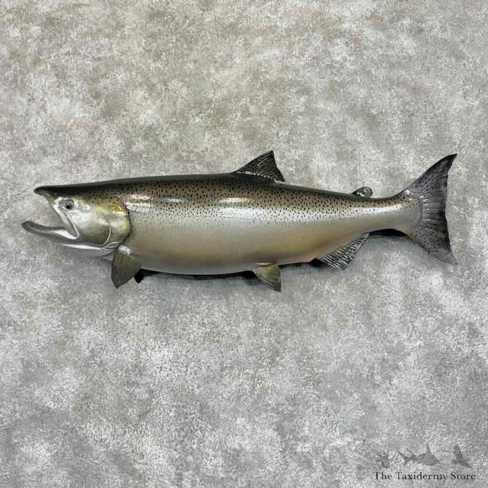 King Chinook Salmon Fish Mount For Sale #31910 @ The Taxidermy Store
