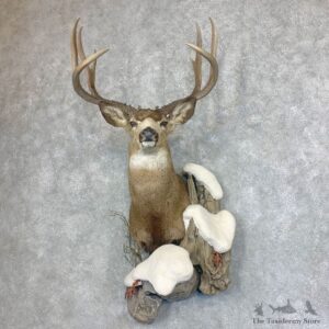 Mule Deer Shoulder Mount For Sale #21932 @ The Taxidermy Store