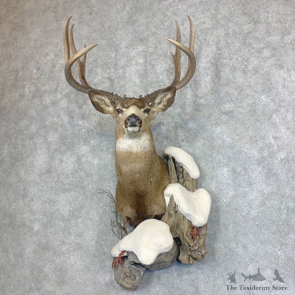 Mule Deer Shoulder Mount For Sale #21932 @ The Taxidermy Store
