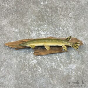 Longnose Gar Fish Mount For Sale #26751 @ The Taxidermy Store