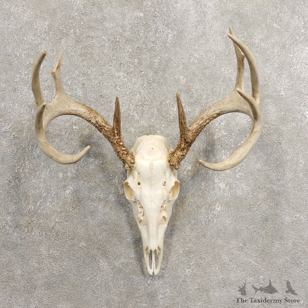 Whitetail Deer Skull European Mount For Sale #20461 @ The Taxidermy Store