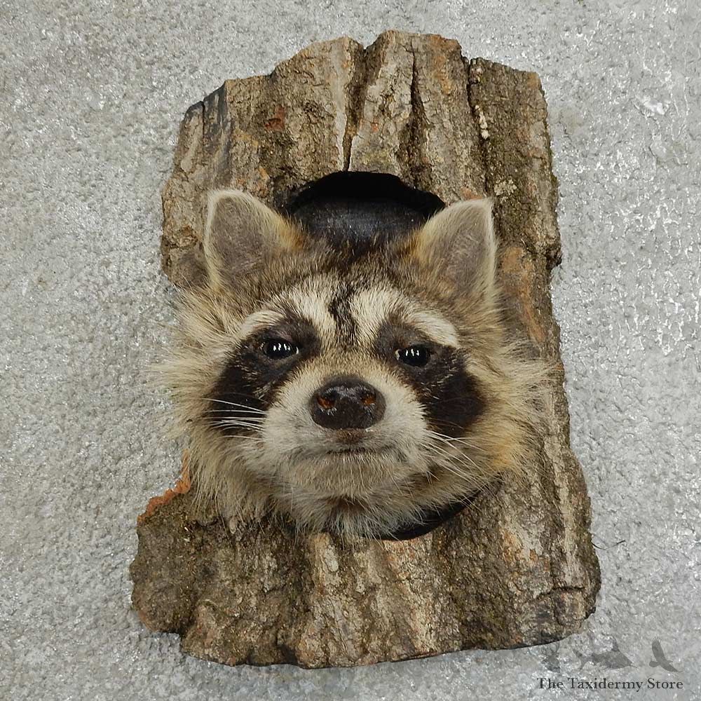 Raccoon Head Novelty Mount For Sale #16864 @ The Taxidermy Store