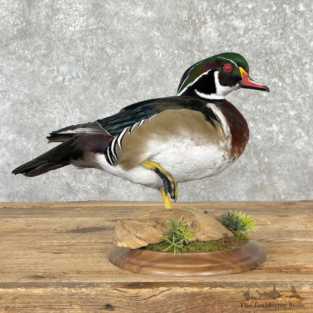 Wood Duck Bird Mount For Sale #27576 - The Taxidermy Store