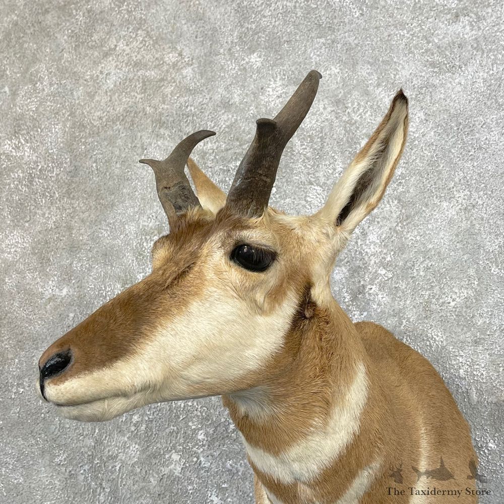 Pronghorn Taxidermy Shoulder Mount #25159 For Sale @ The Taxidermy Store