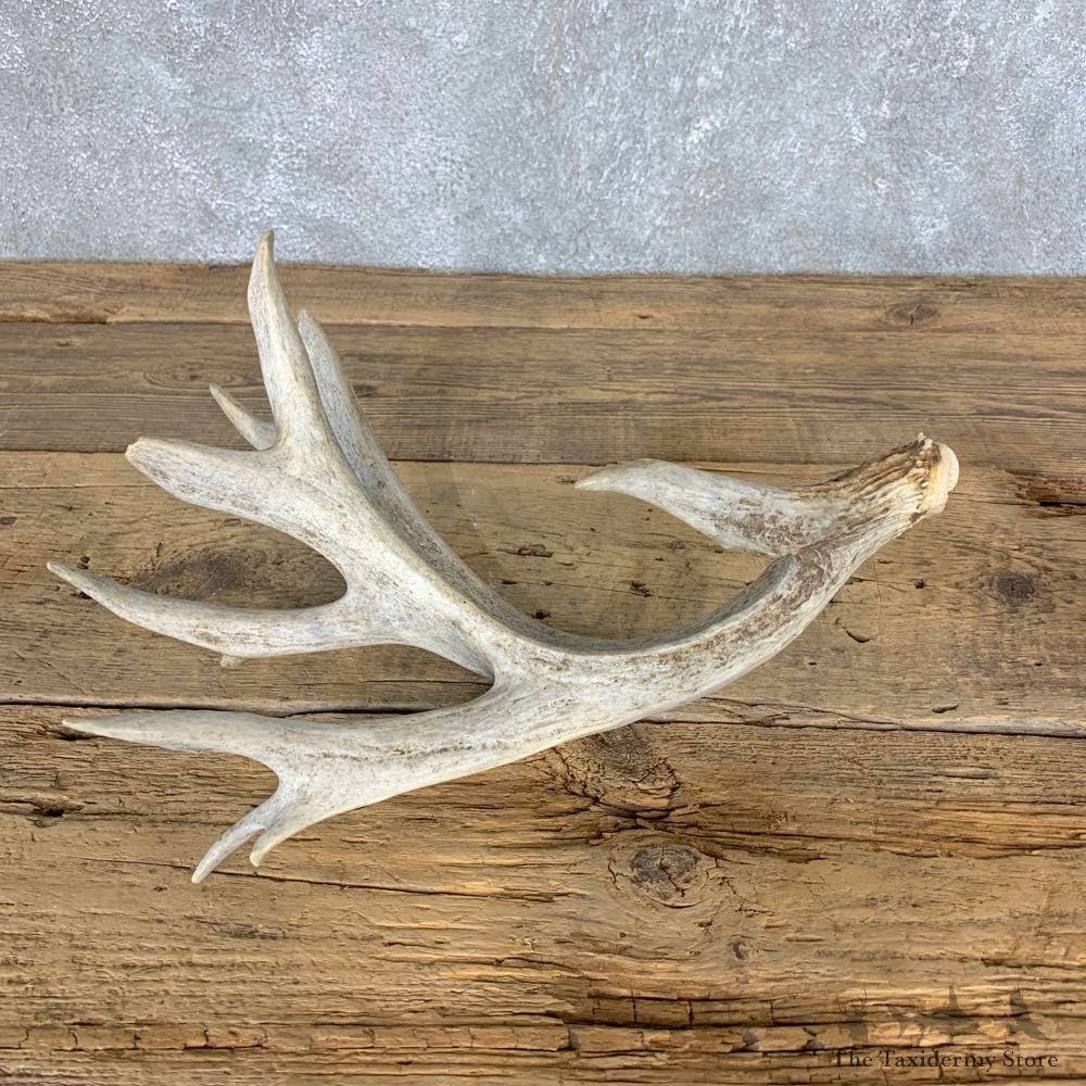 Whitetail Deer Antler Shed For Sale #21504 @ The Taxidermy Store