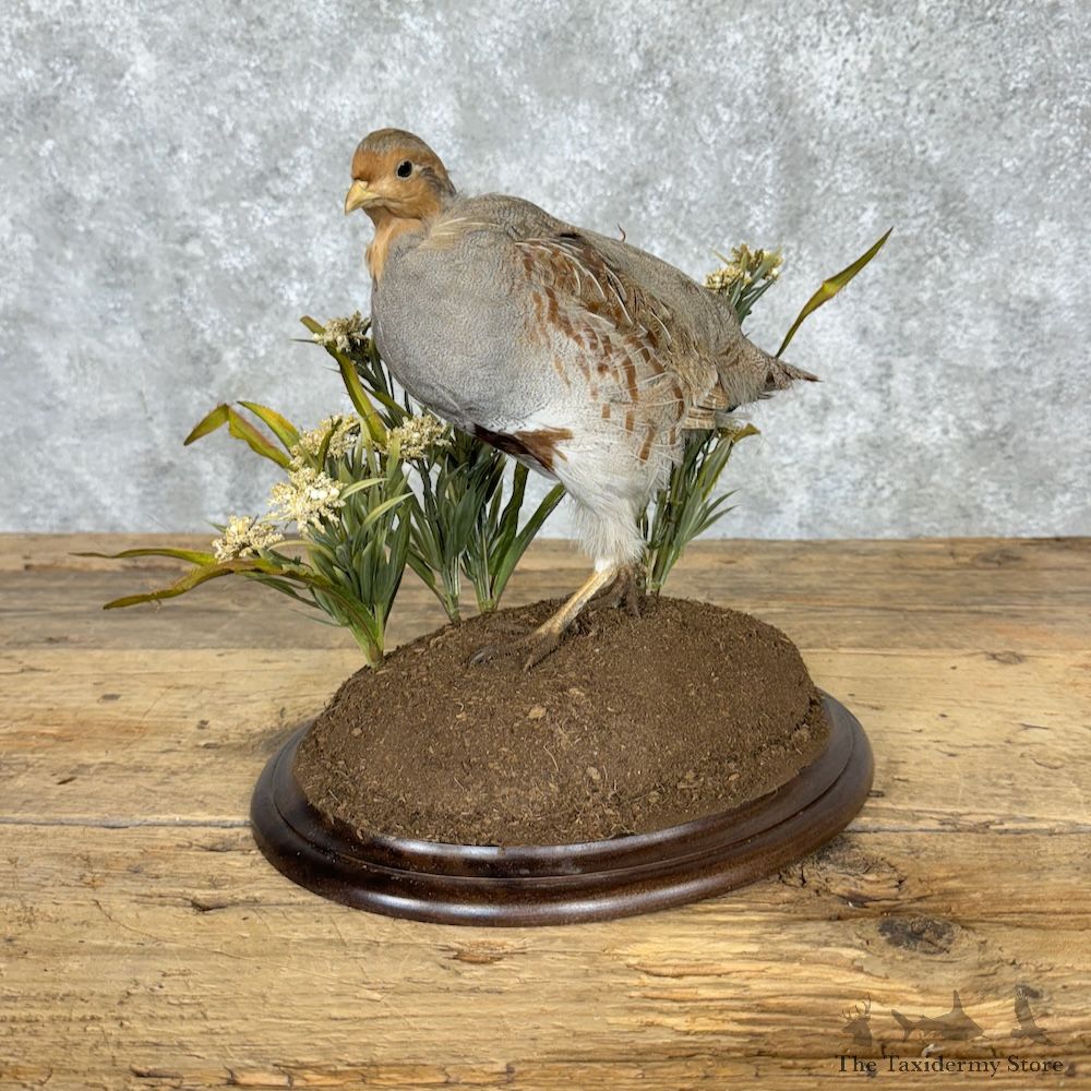 Hungarian Partridge Bird Mount For Sale #29509 @ The Taxidermy Store