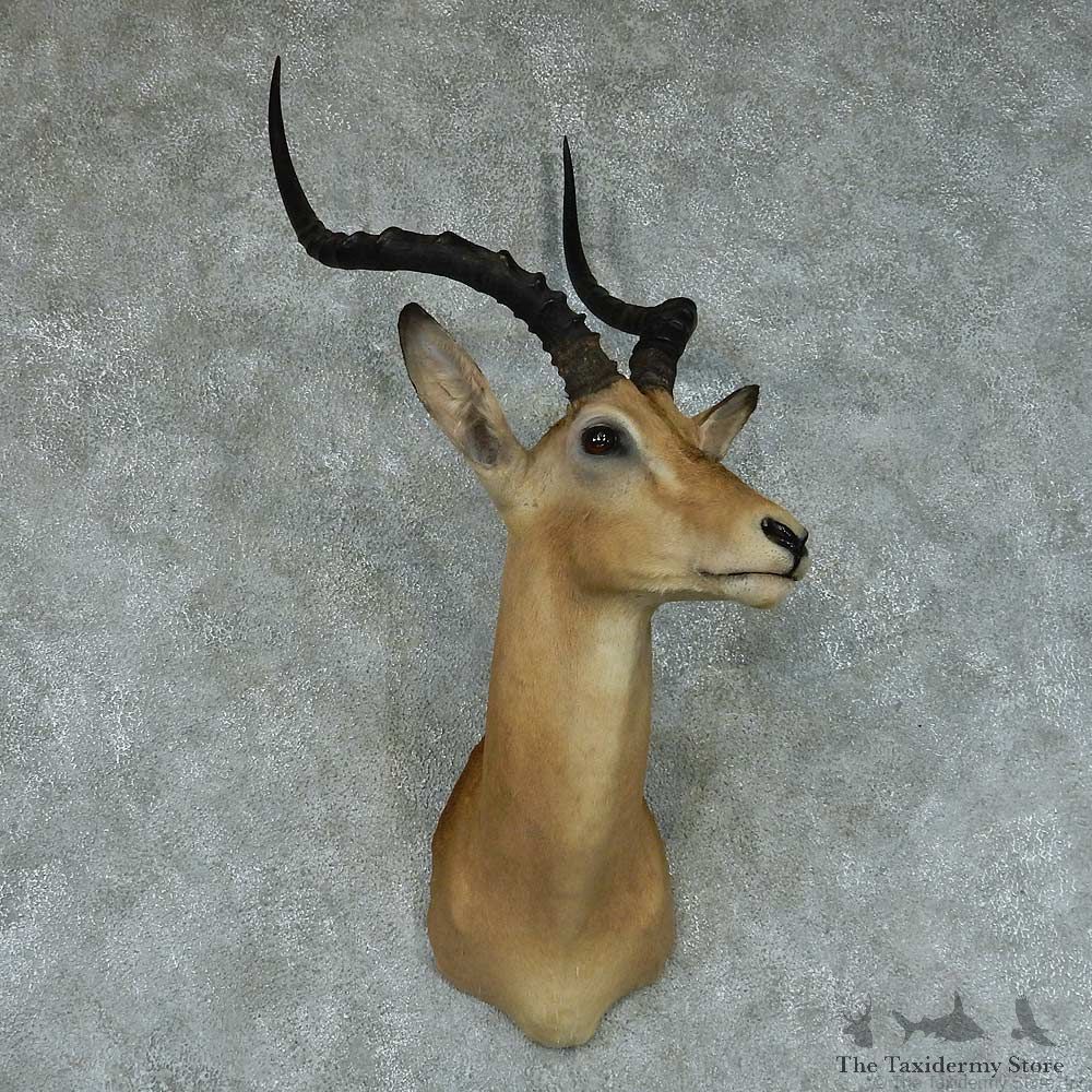 African Impala Taxidermy Shoulder Mount #13420 For Sale @ The Taxidermy Store