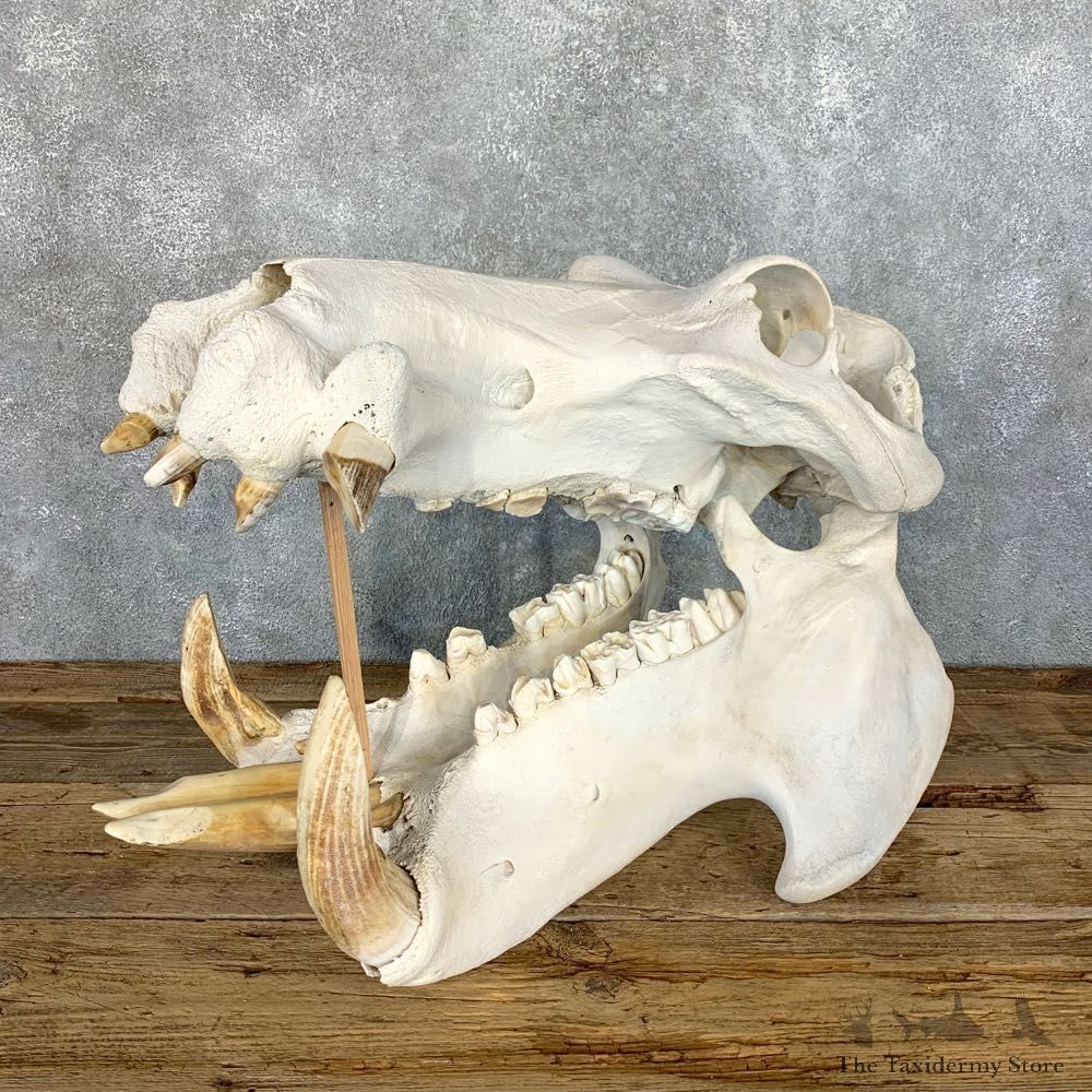 Hippopotamus Full Skull Mount For Sale #22196 @ The Taxidermy Store