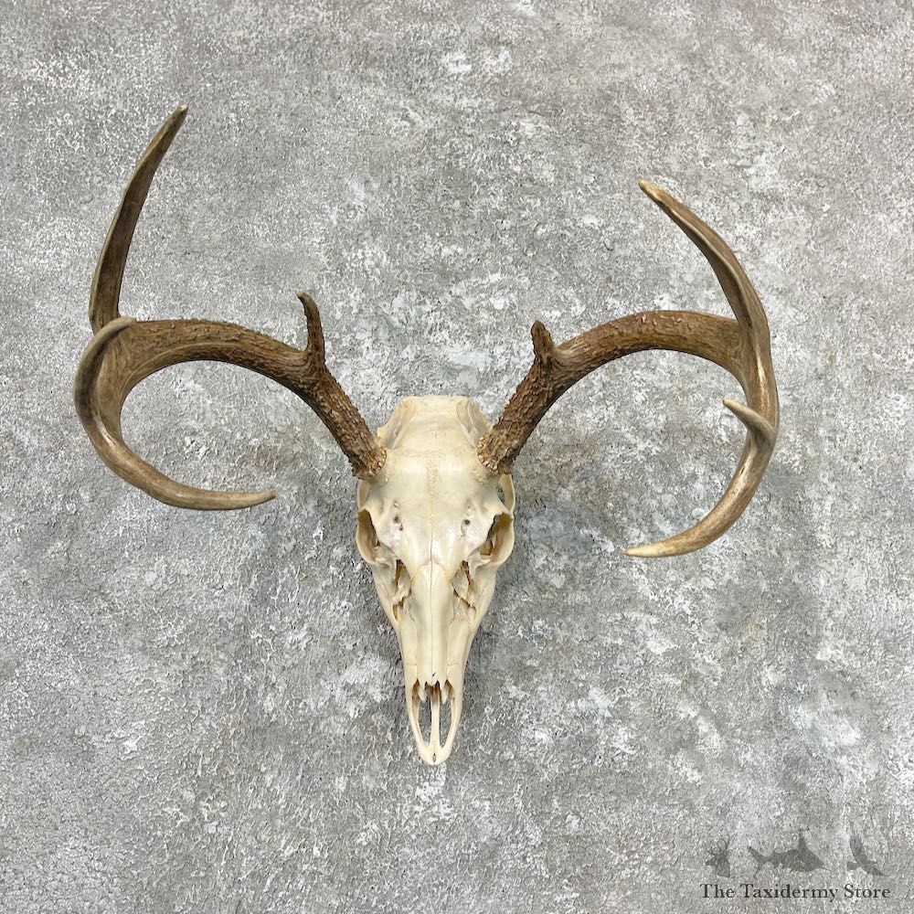 Whitetail Deer Skull European Mount For Sale #26986 @ The Taxidermy Store