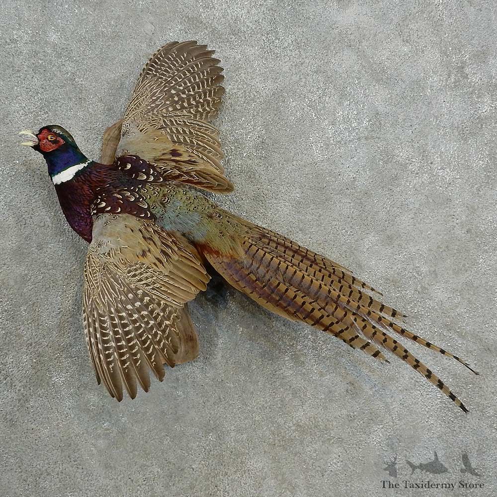 Ringneck Pheasant Bird Mount For Sale #16983 @ The Taxidermy Store