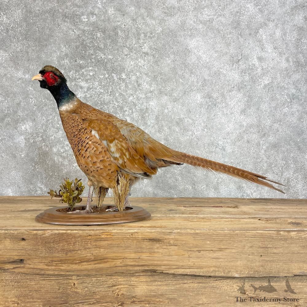 Copper Pheasant Bird Mount For Sale #28026 @ The Taxidermy Store