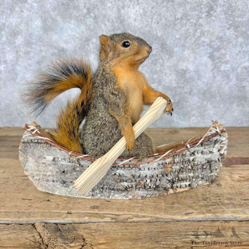 Canoe Fox Squirrel Novelty Mount For Sale #29504 @ The Taxidermy Store