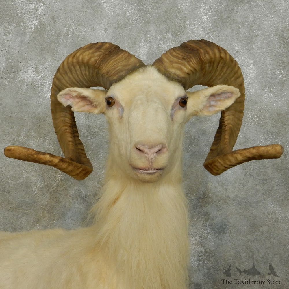 Texas Dall Sheep Life-Size Mount For Sale #15110 @ The Taxidermy Store