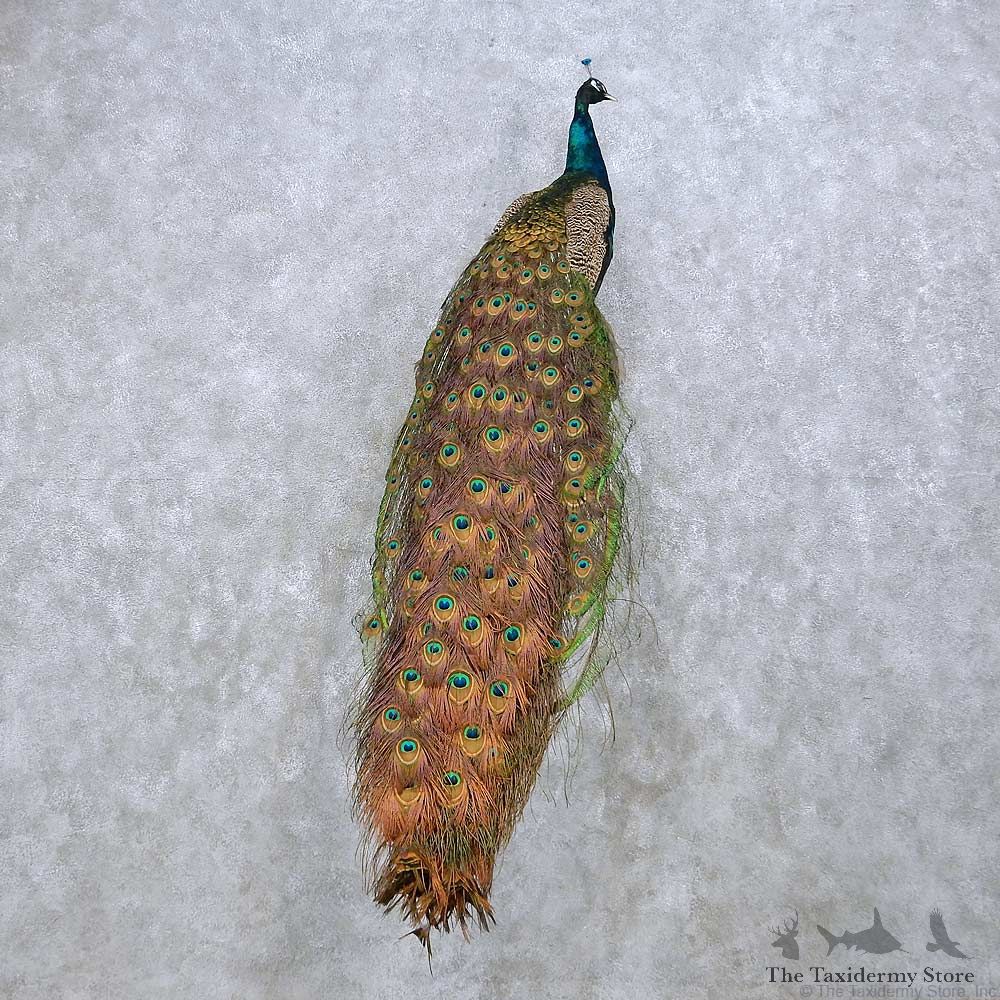 Indian Peacock Bird Mount For Sale #14631 @ The Taxidermy Store