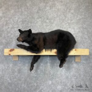 Black Bear Life-Size Mount For Sale #24149 @ The Taxidermy Store