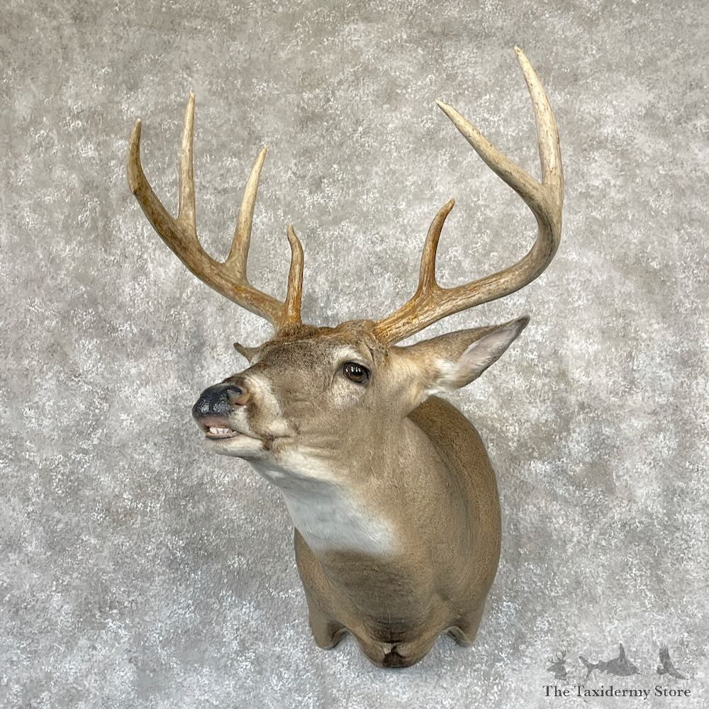 Whitetail Deer Shoulder Mount For Sale #28180 @ The Taxidermy Store