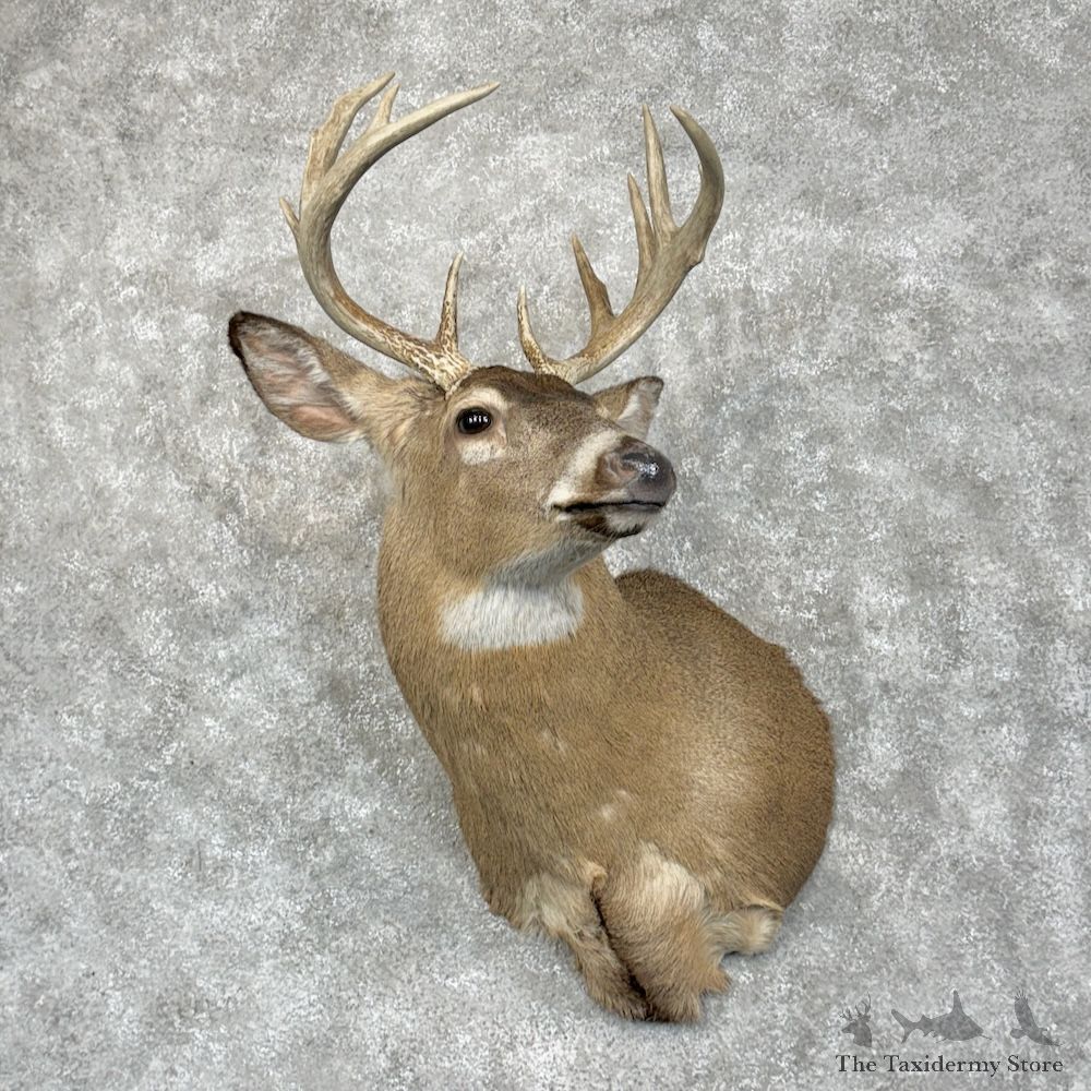 Whitetail Deer Shoulder Mount For Sale #29387 - The Taxidermy Store