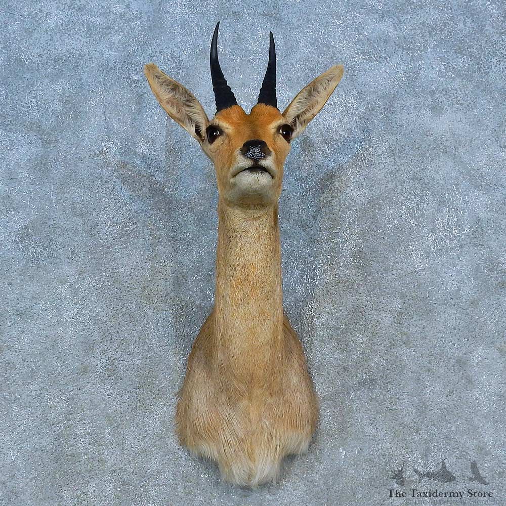Common Reedbuck Shoulder Mount For Sale #15489 @ The Taxidermy Store