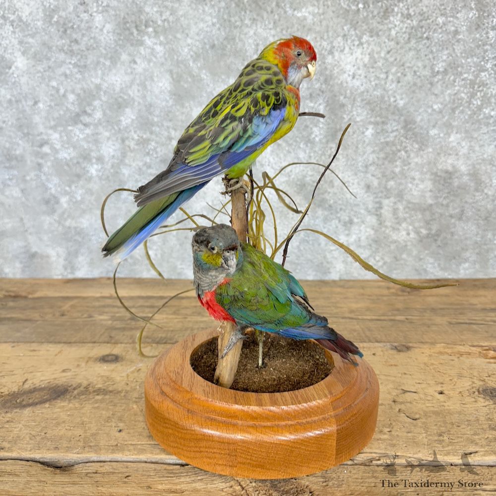 Parakeet & Rosella Pair Mount For Sale #29738 @ The Taxidermy Store