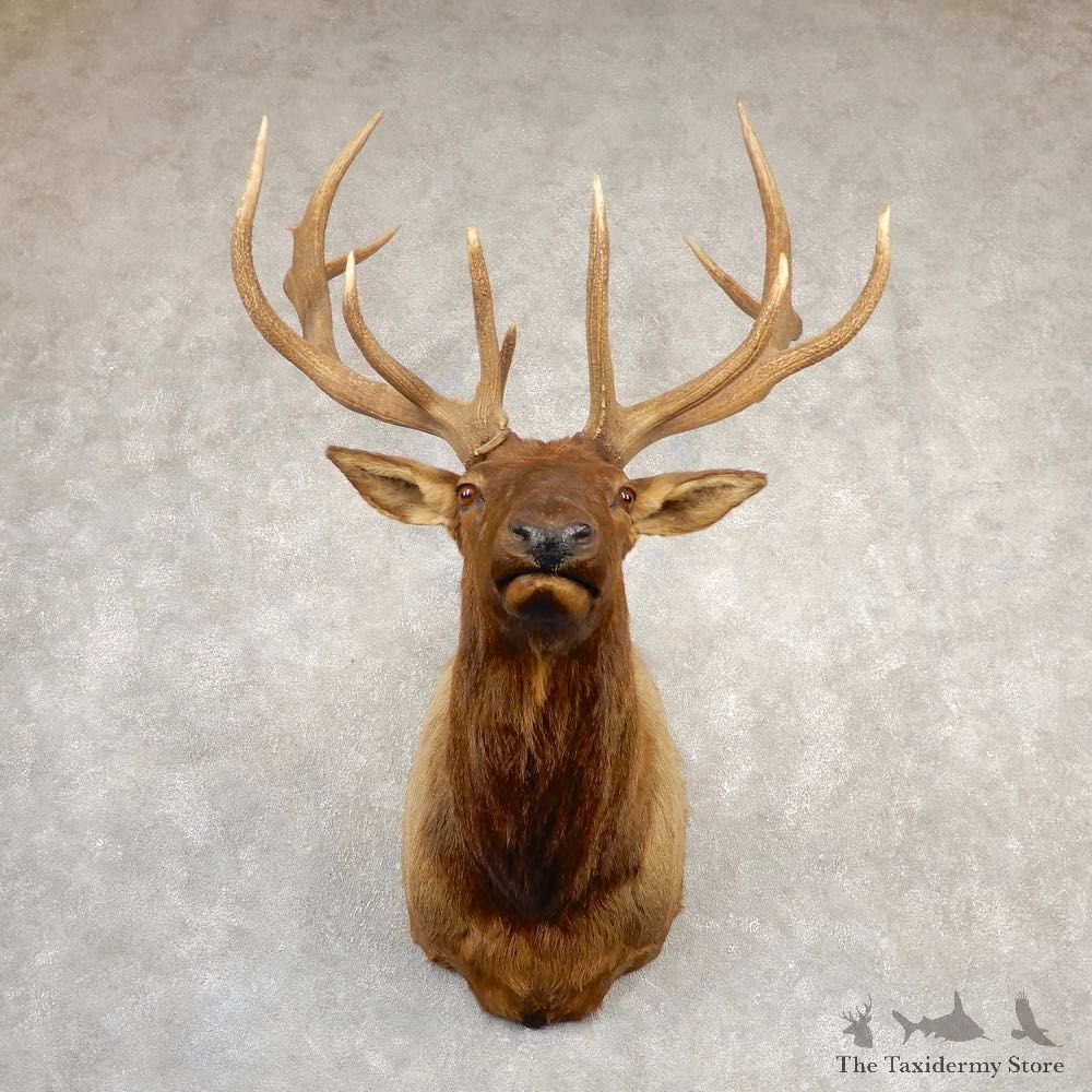 Rocky Mountain Elk Shoulder Mount For Sale #20691 @ The Taxidermy Store