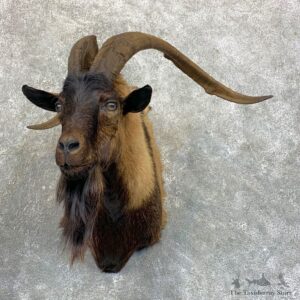 Feral Goat Shoulder Mount For Sale #23589 @ The Taxidermy Store
