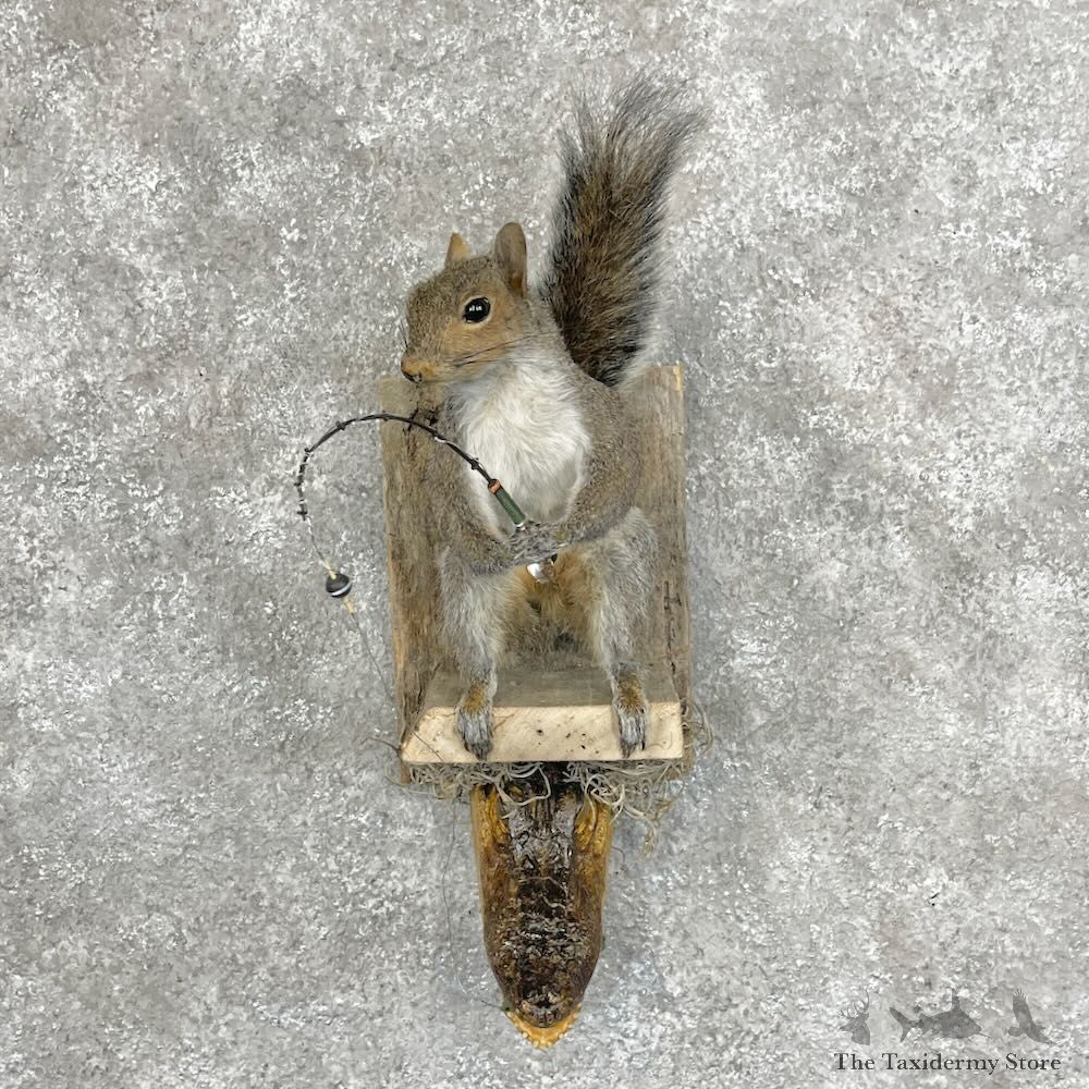 Novelty Gray Squirrel Taxidermy Mount For Sale #28727 @ The Taxidermy Store