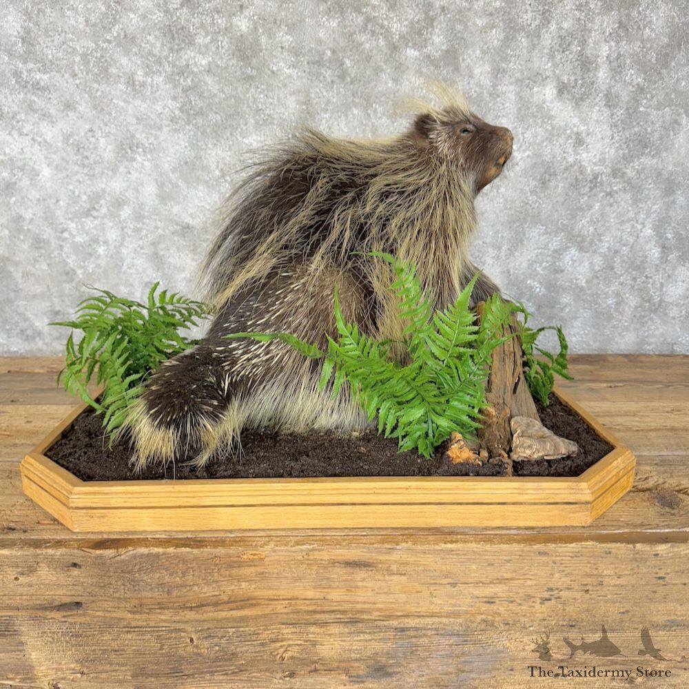 Porcupine Life-Size Mount For Sale #29612 @ The Taxidermy Store