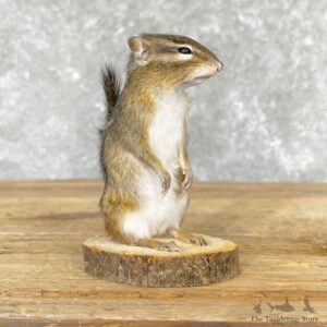Chipmunk Life-Size Mount For Sale #24581 @ The Taxidermy Store