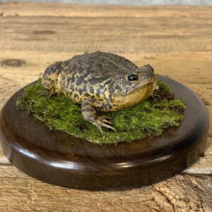 American Toad Taxidermy Mount For Sale #21372 @ The Taxidermy Store