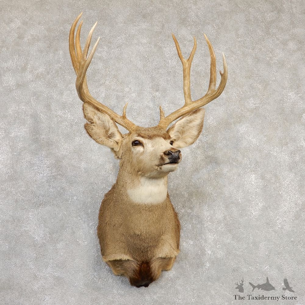 Mule Deer Shoulder Mount For Sale #20261 @ The Taxidermy Store