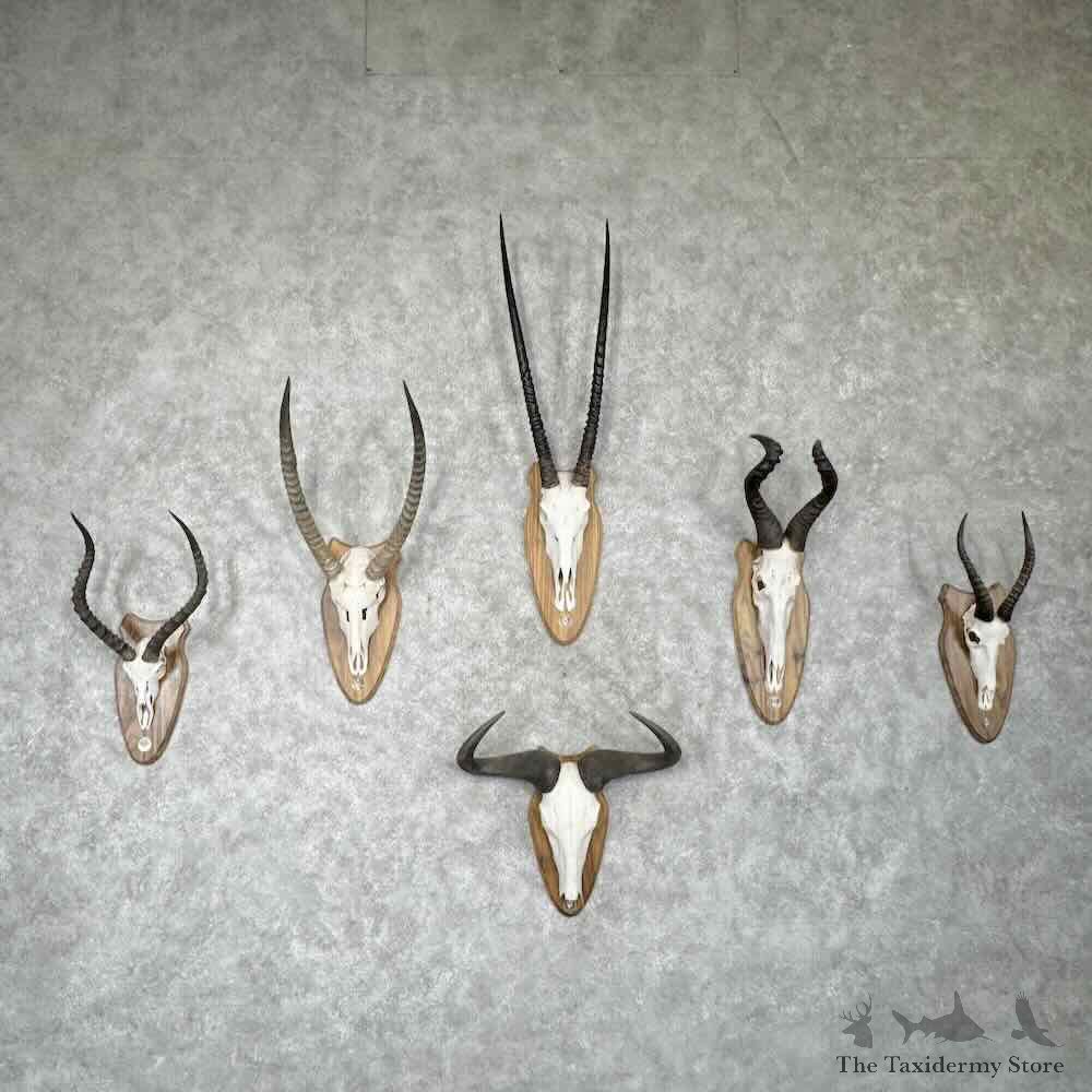 African Safari 6 Plaque Match Set Skulls and Horns For Sale #31656 @ The Taxidermy Store