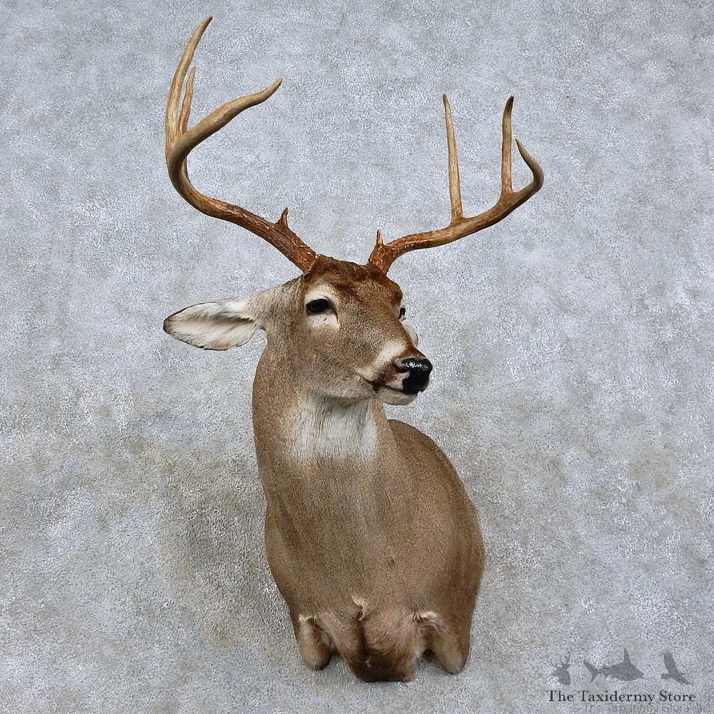 Whitetail Deer Shoulder Mount For Sale #15810 @ The Taxidermy Store