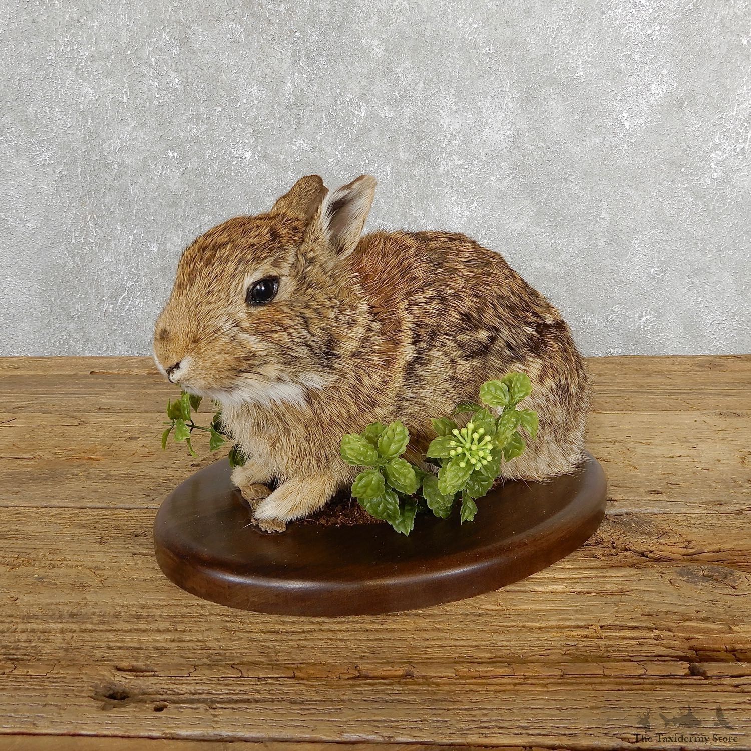 Life-size Cottontail Rabbit Taxidermy Mount For Sale #19694 @ The Taxidermy Store