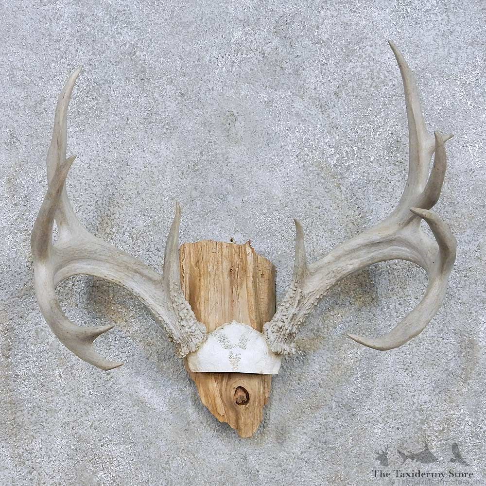 Whitetail Deer Skull Antler Taxidermy Mount For Sale #13942 For Sale @ The Taxidermy Store