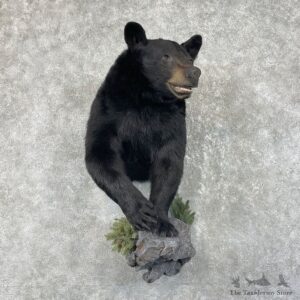 Black Bear Half-Life-Size Taxidermy Mount #26167 For Sale @ The Taxidermy Store