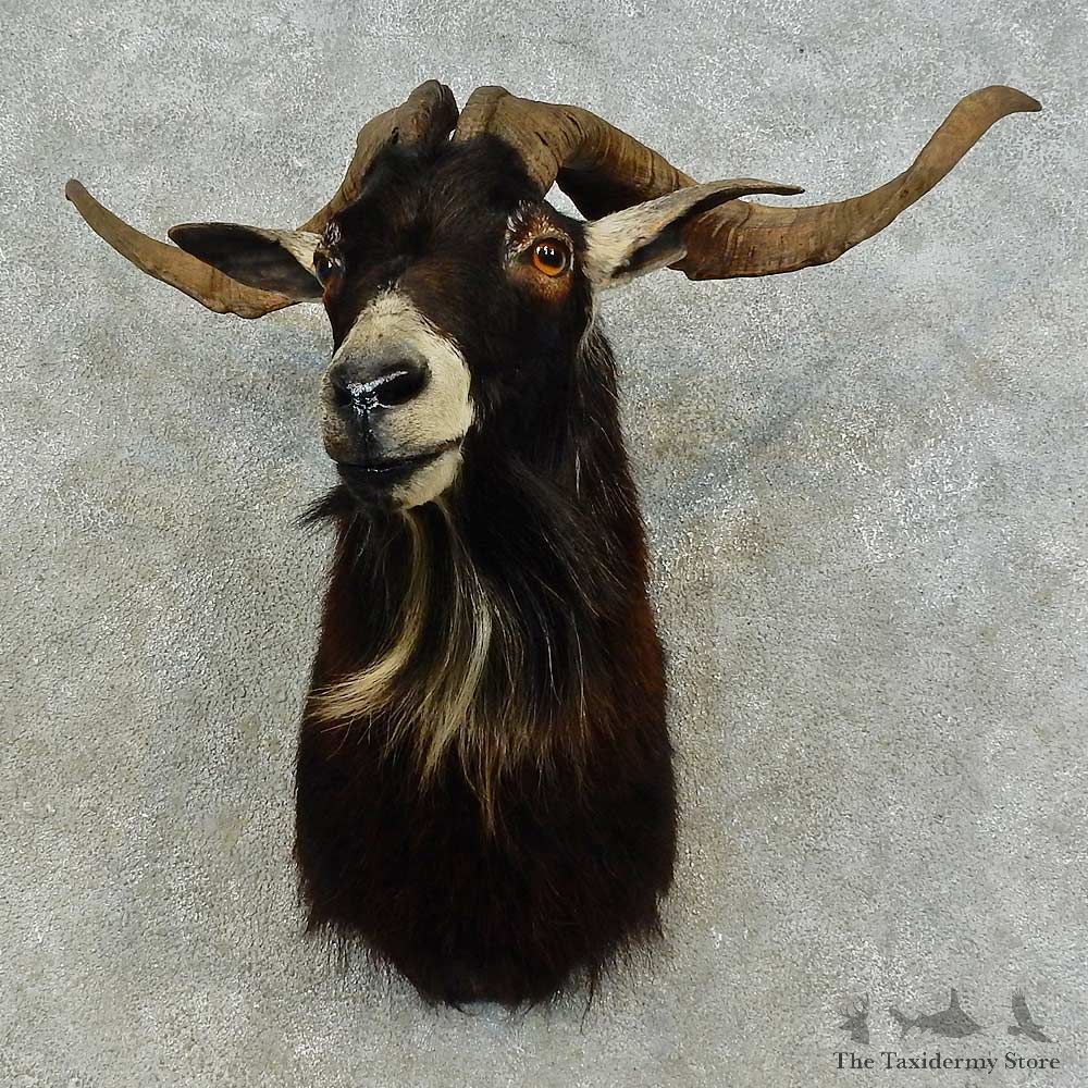 Catalina Goat Shoulder Mount For Sale #16463 @ The Taxidermy Store