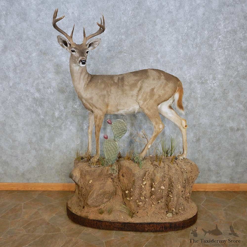 Coues Deer Life-Size Mount For Sale #15119 @ The Taxidermy Store