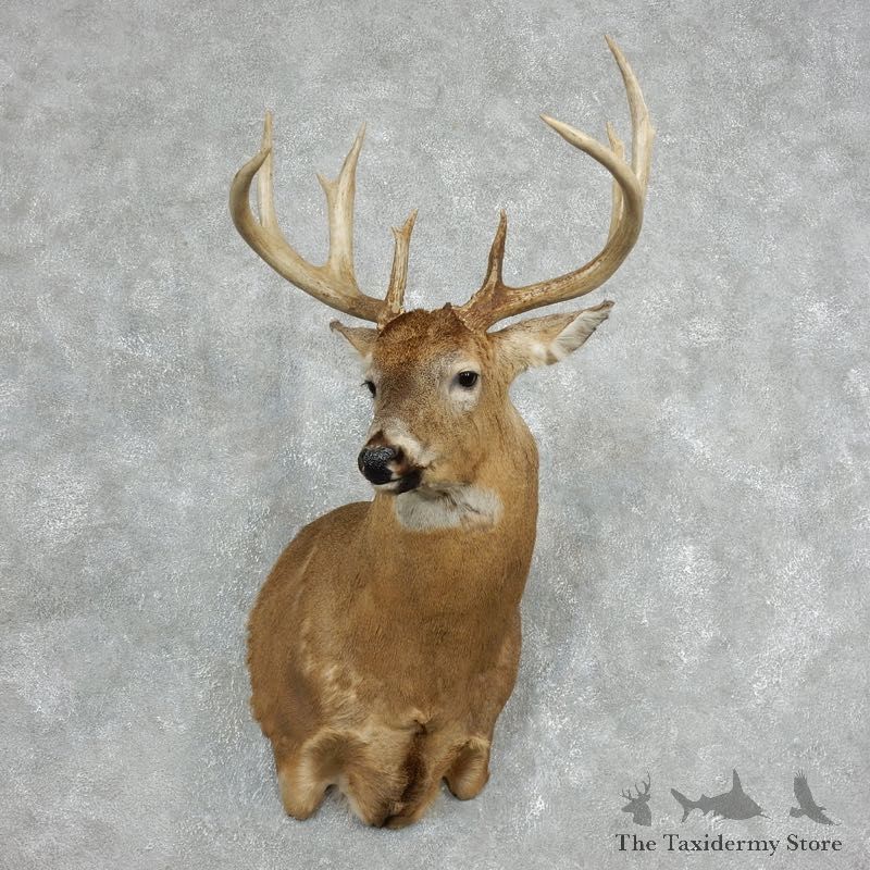 Whitetail Deer Taxidermy Shoulder Mount For Sale #18065 @ The Taxidermy Store