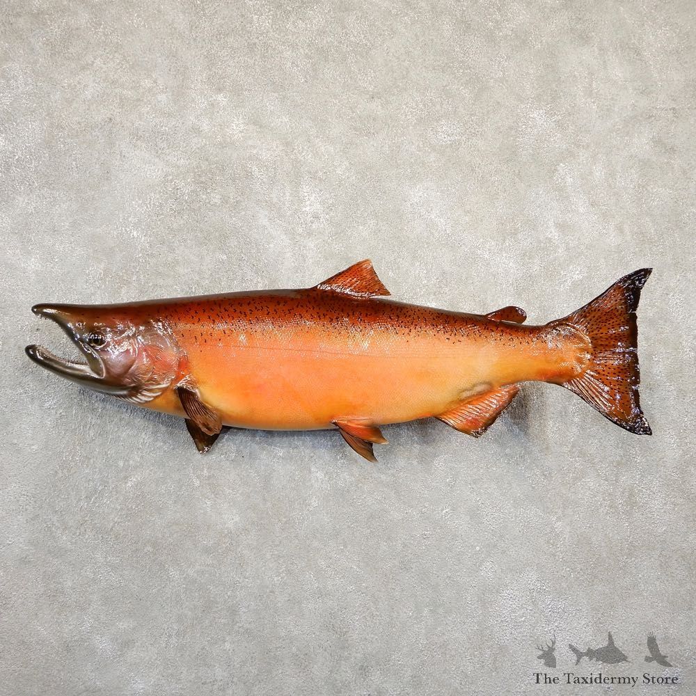 Spawning Phase King Salmon Fish Mount For Sale #20842 @ The Taxidermy Store