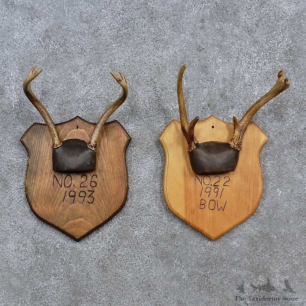 Whitetail Antler Plaque Mounts For Sale #15675 @ The Taxidermy Store