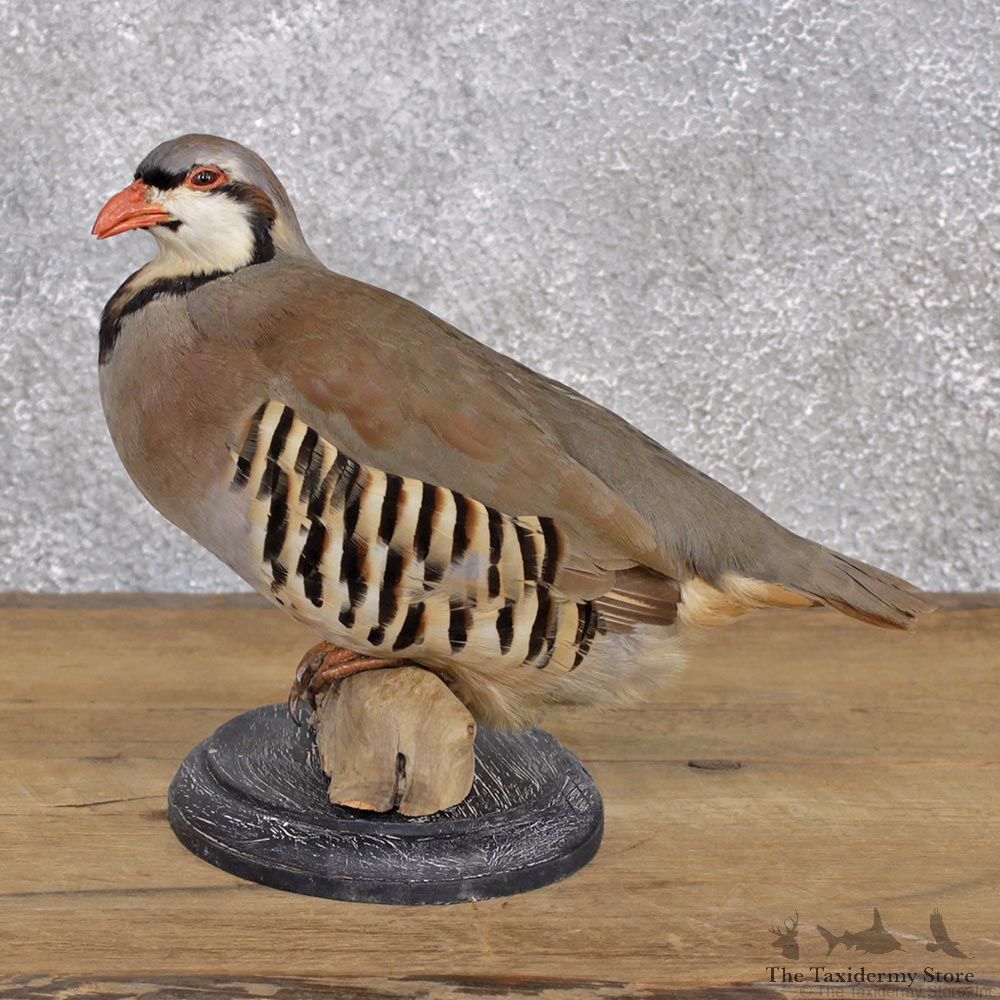 Chukar Standing Taxidermy Mount #12392 For Sale @ The Taxidermy Store