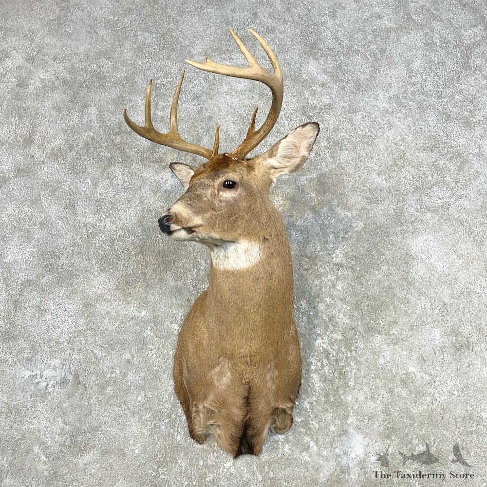 Whitetail Deer Shoulder Mount For Sale #26801 - The Taxidermy Store