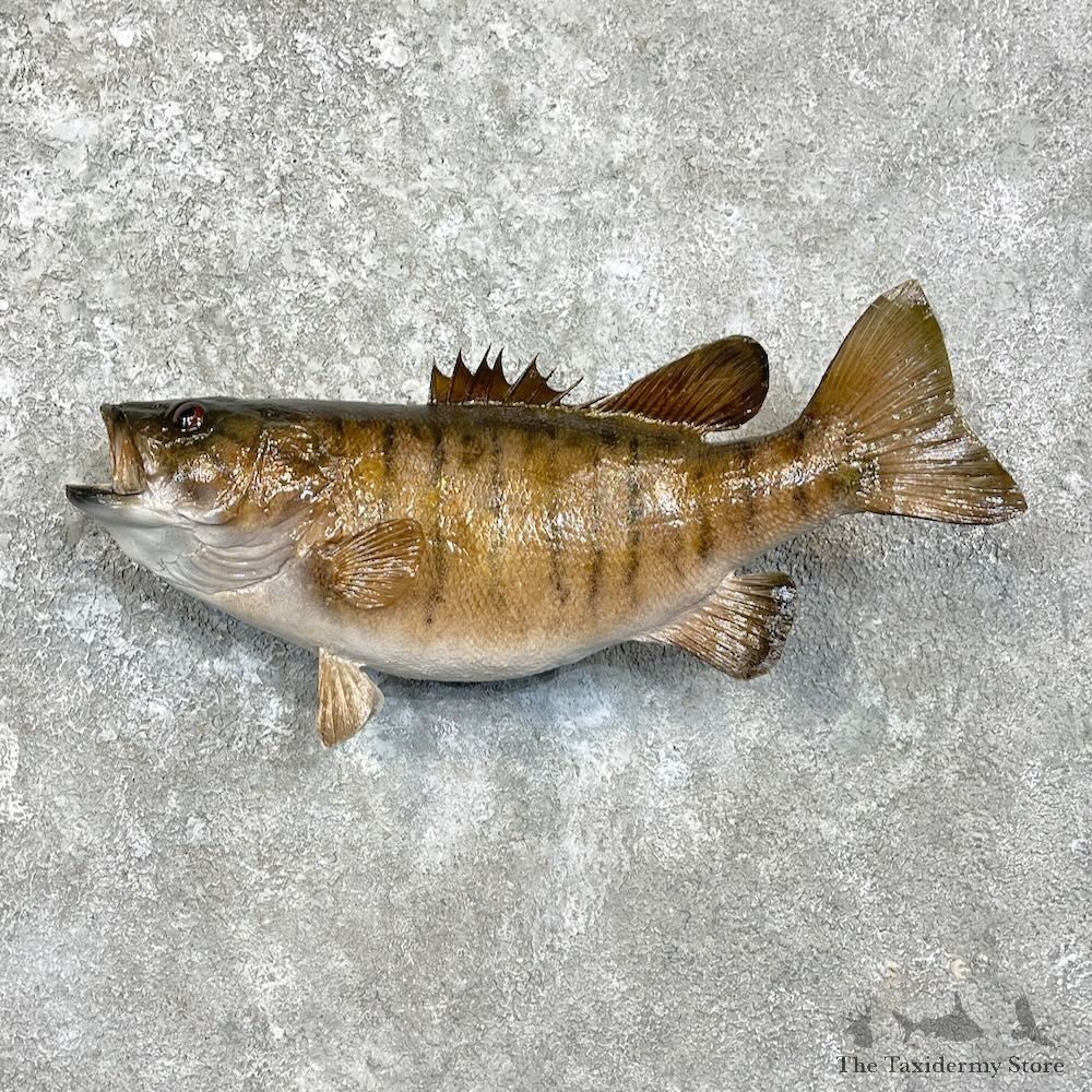 Smallmouth Bass Fish Mount For Sale #27942 @ The Taxidermy Store