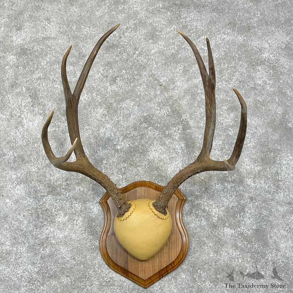 Mule Deer Antler Plaque Mount For Sale #28470 @ The Taxidermy Store