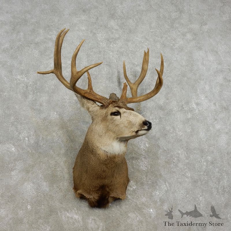 Mule Deer Shoulder Mount For Sale #17326 @ The Taxidermy Store
