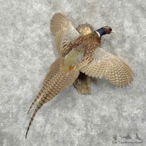 Ringneck Pheasant Bird Mount For Sale #31501 @ The Taxidermy Store