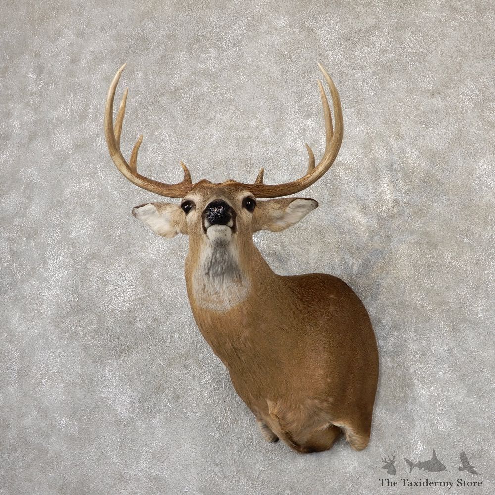 Whitetail Deer Taxidermy Shoulder Mount For Sale #18860 @ The Taxidermy Store