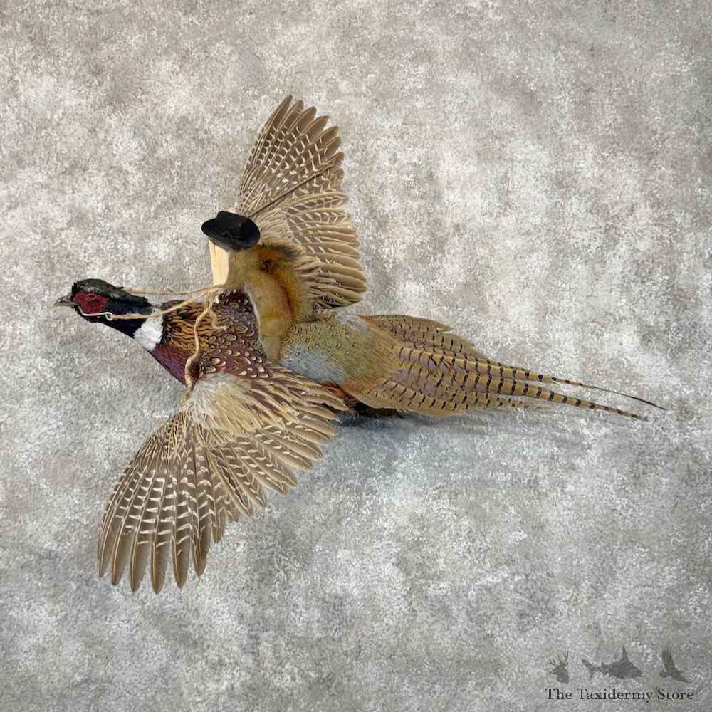 Red Squirrel & Ringneck Pheasant Novelty Mount For Sale #29910 @ The Taxidermy Store