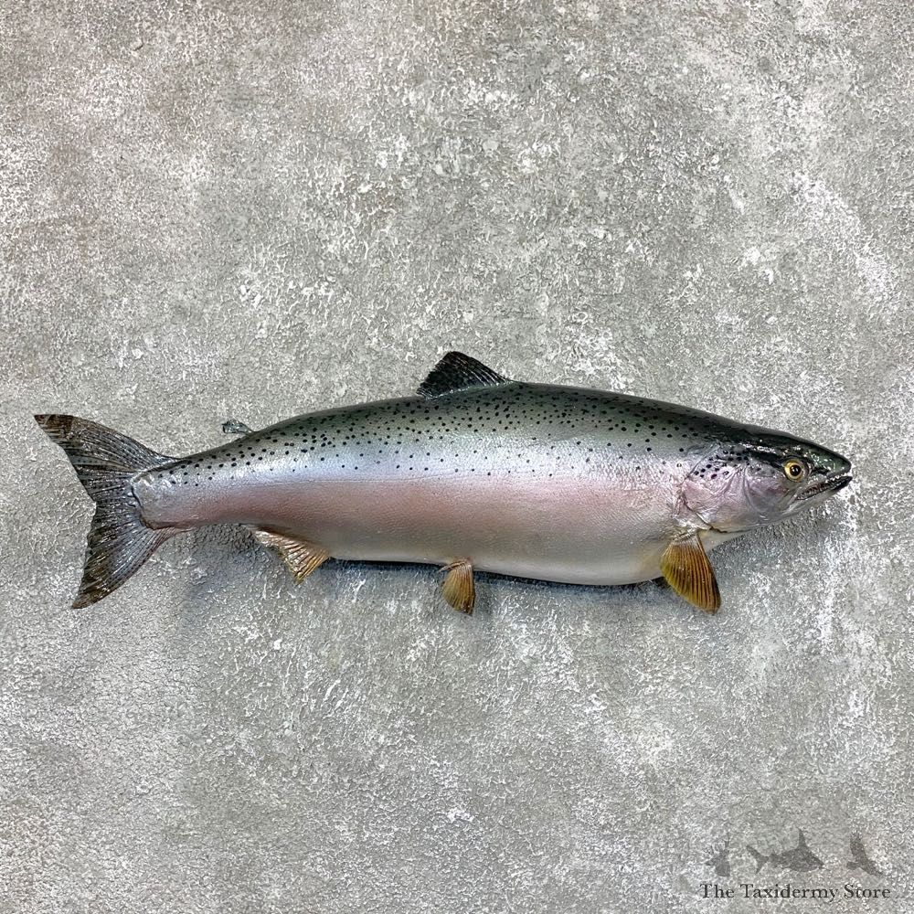 Rainbow Trout Fish Mount For Sale #23838 @ The Taxidermy Store